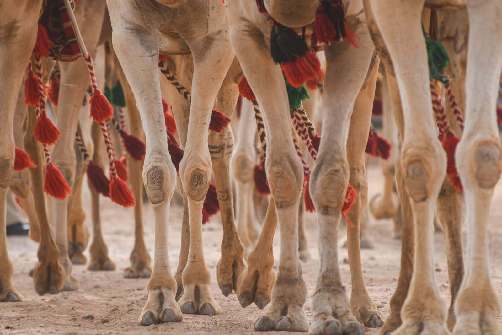 Image of Riyadh Camels