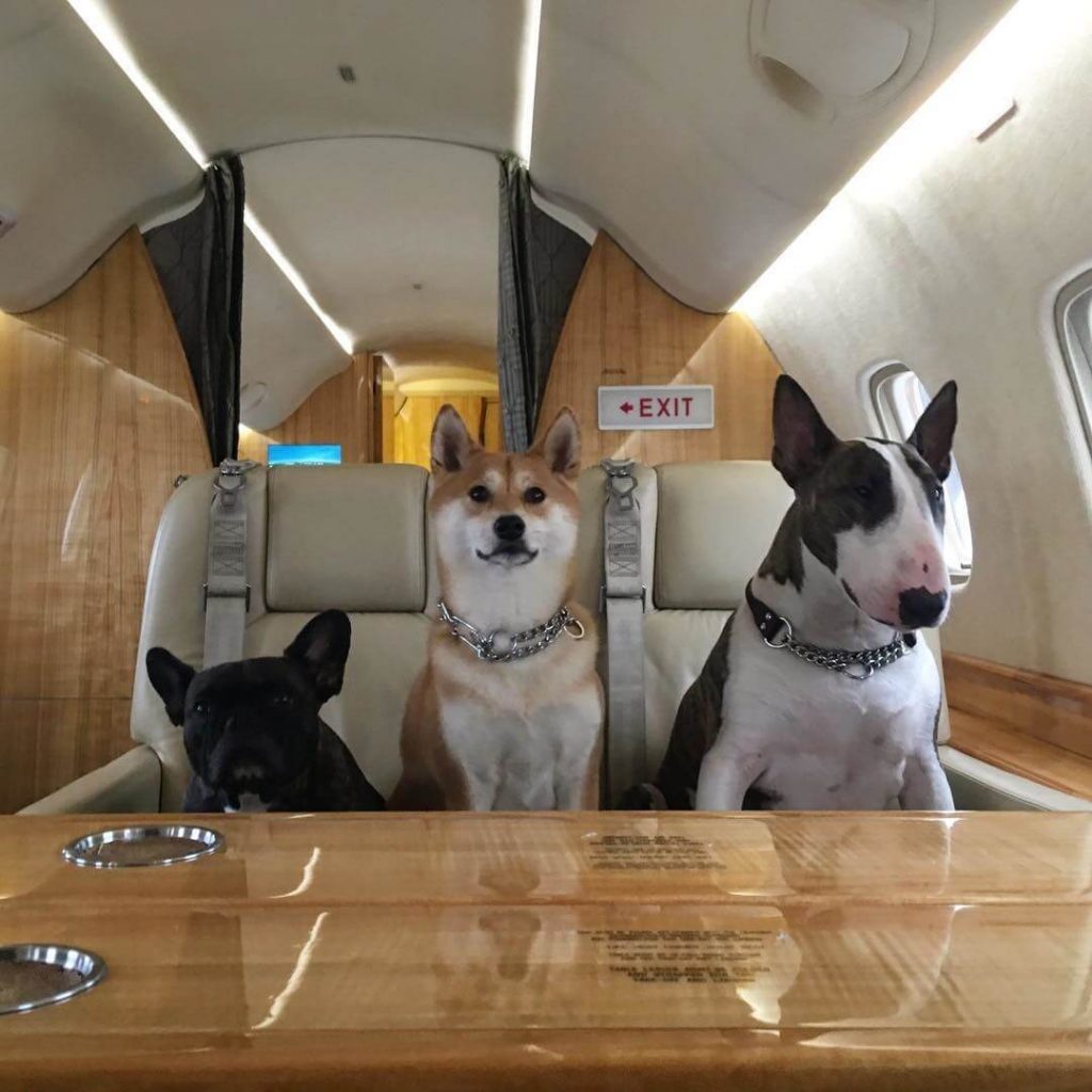dogs in private jet
