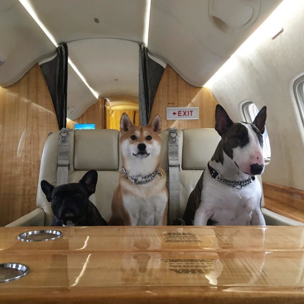 Image of A complete guide to flying with your pets 1